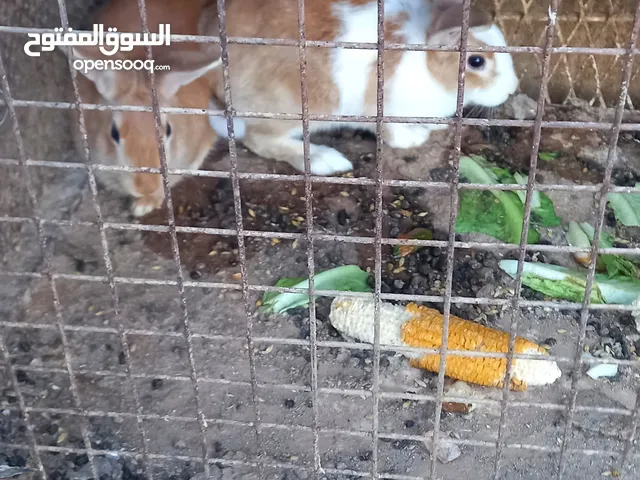 زوج ارانب بلدي لون أشقر صحة ونظافة