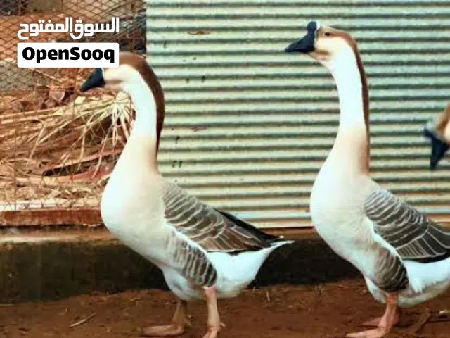 اوز افريقي شغال بياض 3اناثي وذكر