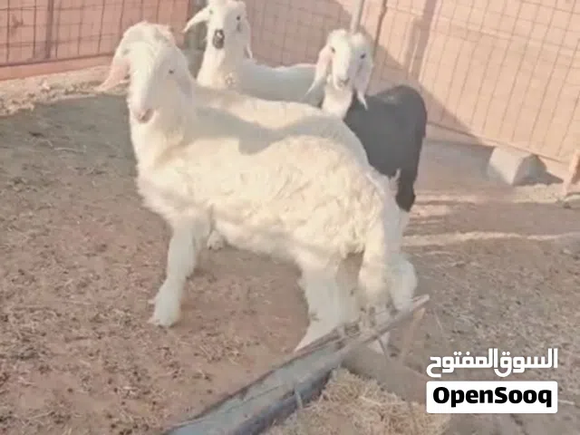 حلال نجدي فاخر من آخر