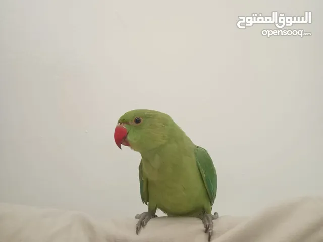 Indian Ringneck Parrots