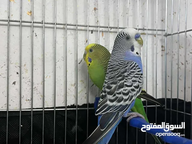 عصفور البادجي
