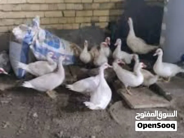 مطلوب بشوش مصري