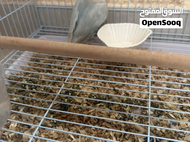 للبيع ببغاء روز ذكر محجل (حااار جداً)ومايعض ابداً ابداً