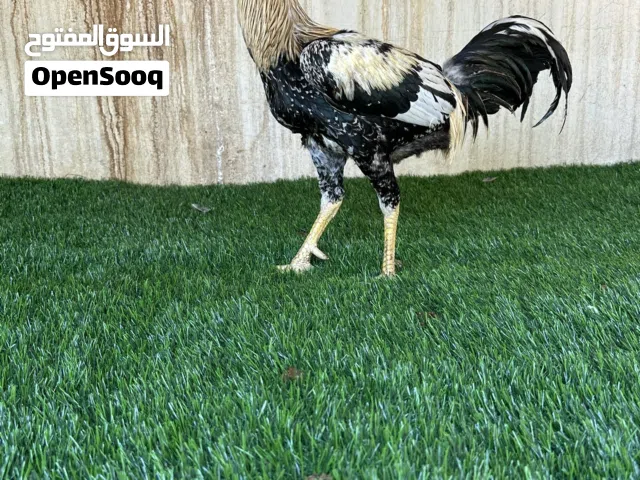 دجاج باكستاني ميوالي اصل