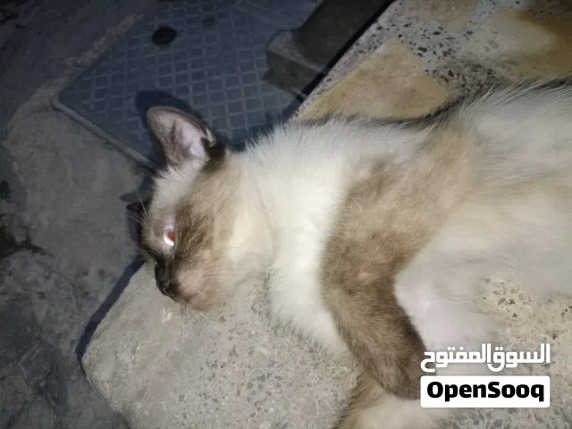 قط للتبني اسمه سلار