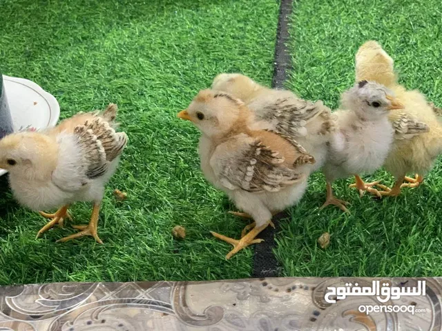 افراخ دجاج للبيع كويتي اصلي نقي