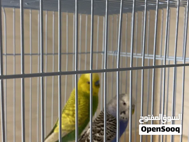 عصافير بادجي مميز