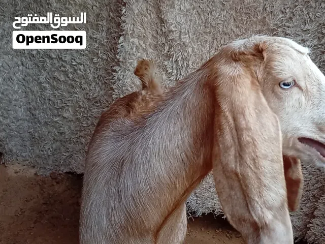 عناق وجدي عالقبرصي