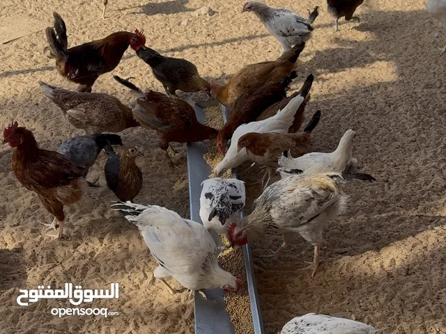 دجاج محلي بياض للبيع chicken for sale