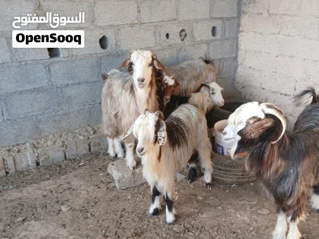 غنم عمانيات وحده صخله