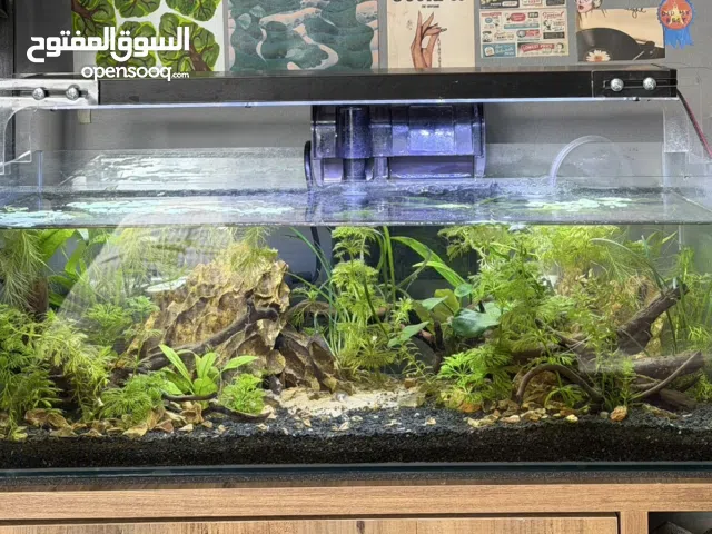 55 x 30 x 20 cm (30 L) Aquarium set