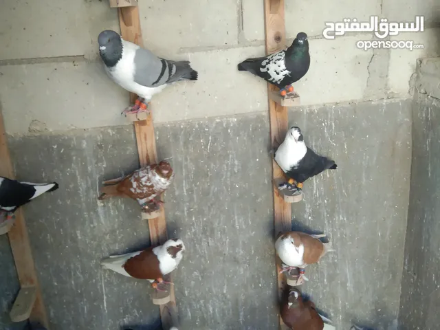 طيورحمام صواريخ حلوه ومراجل تقريبا100حبه