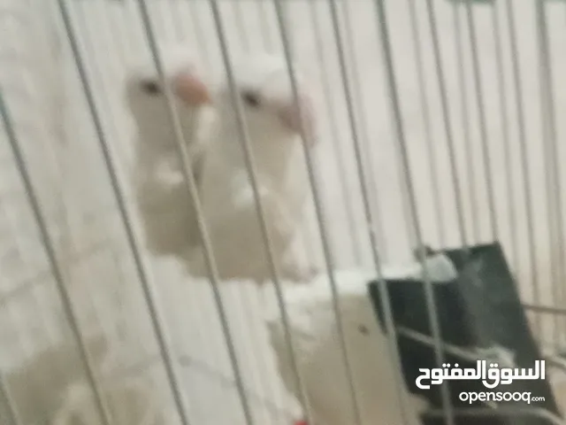 جواز روز وفشر اشي نخب كلها منتجه وشغاله