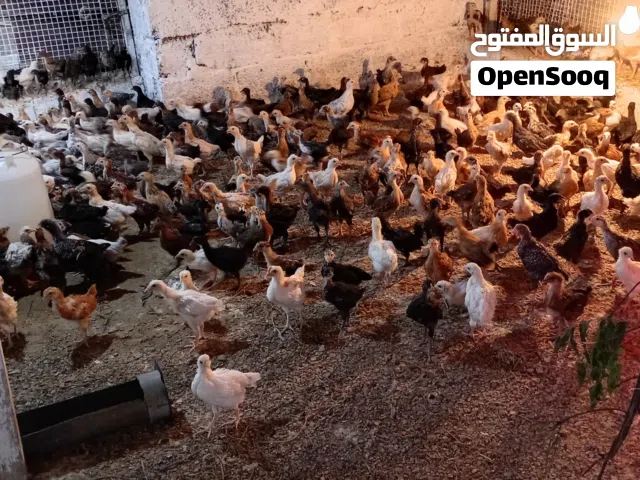 دجاج السويق