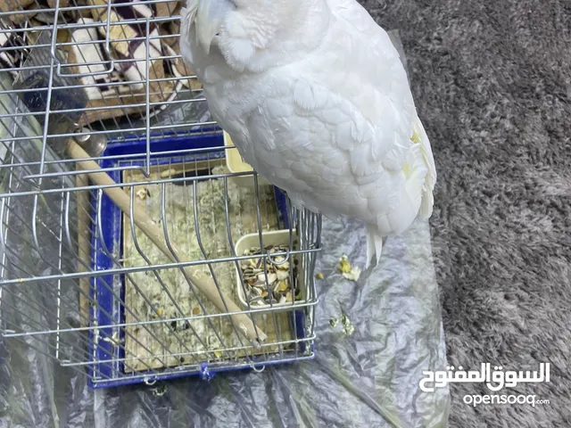 ببغاء كوكاتو