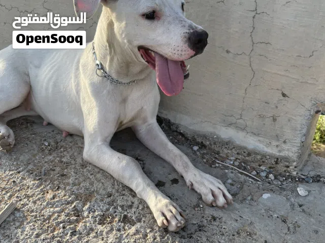الكلب أنثى عمره 12 شهر