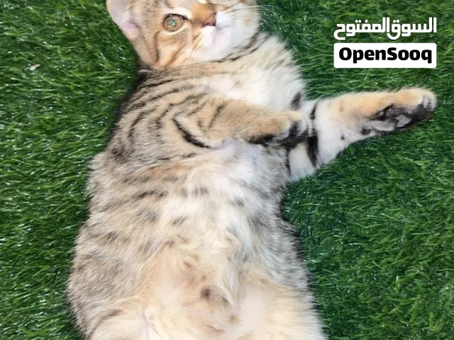 احلى قط ف الامارات قط جدا اليف مايعض ابدا وقط قزم ولعوب بكامل صحته مايشتكي من شي ومعع بيتهههه