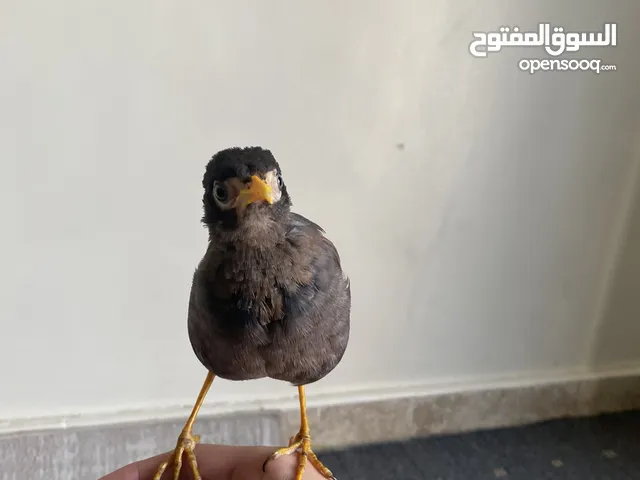للبيع طائر المينه أليف مع قفص