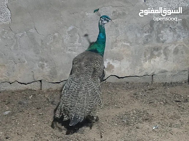 ذكر طاووس عمر 9 اشهر سعر 250 وبي مجال للشراي
