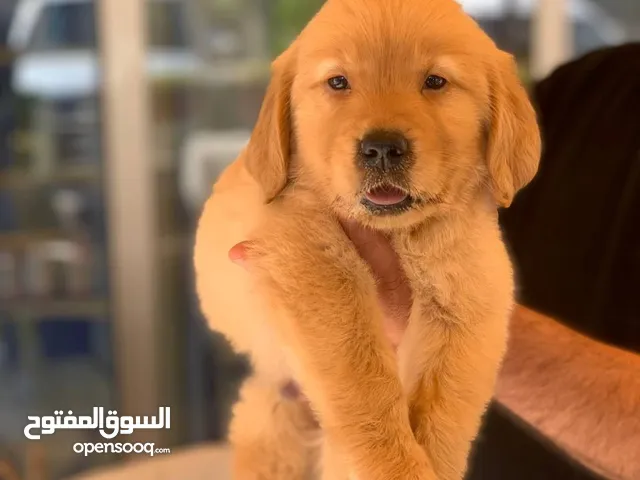 الماسترد الذهبي