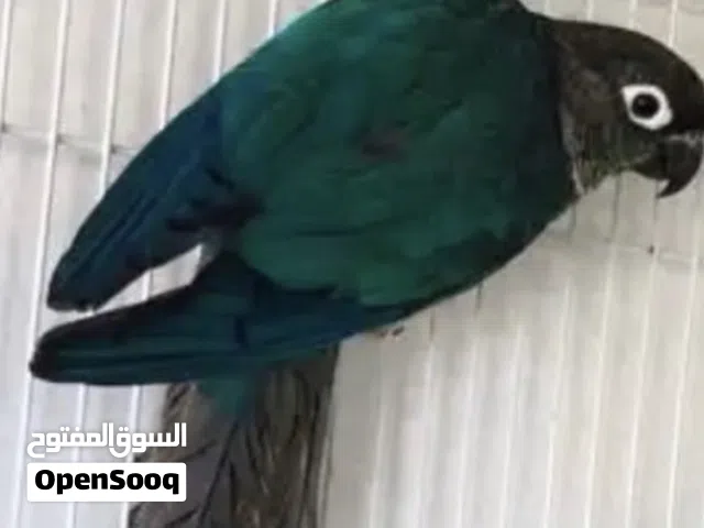 مطلووب تركواز كنيور