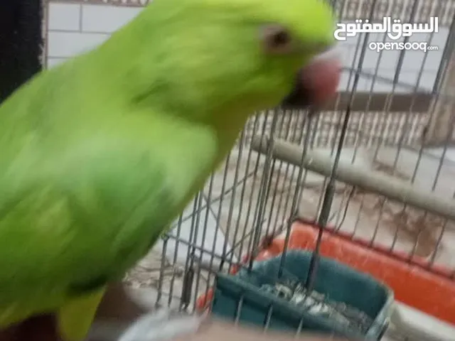 ببغاء دره هندي للبيع بدايه طلوع الطوق