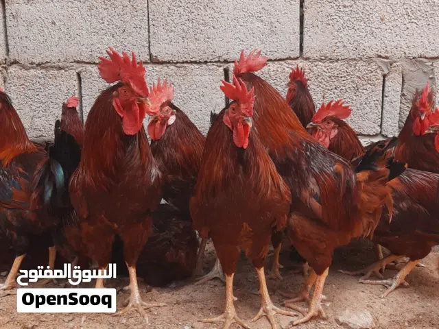 ديوك رود ..