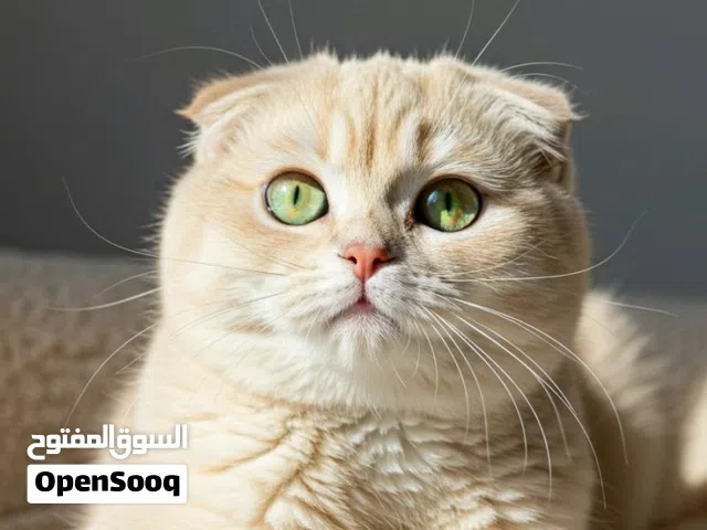 مطلوب قط نفس الي بصورة