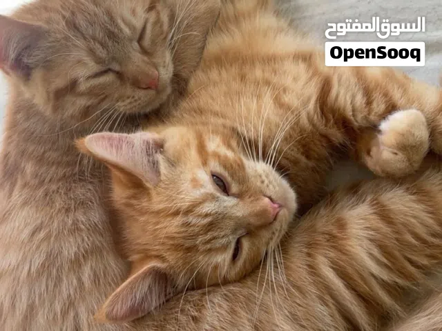 Free for adoption.