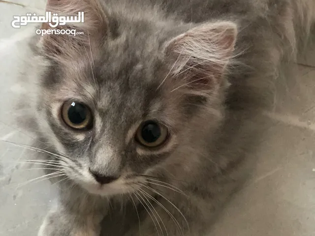 قطة شيرازية للبيع
