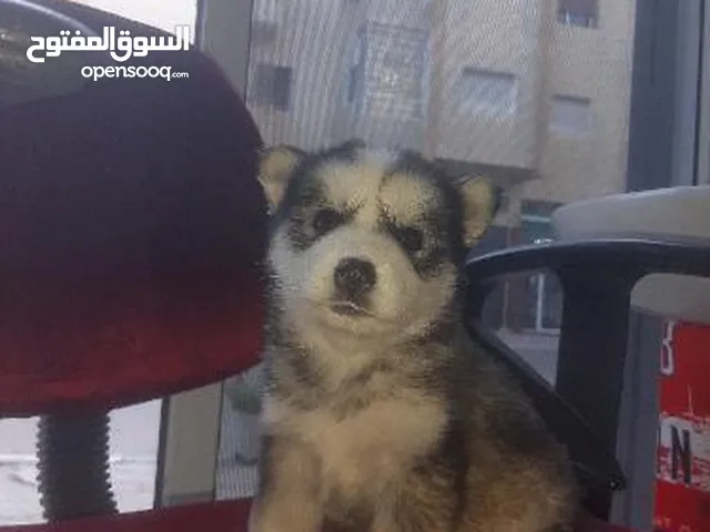 haski mzl sghir