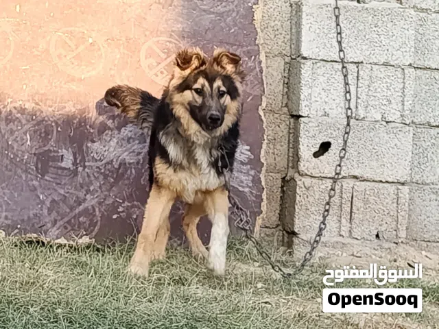 متاح جرو جرمن العمر 5شهور