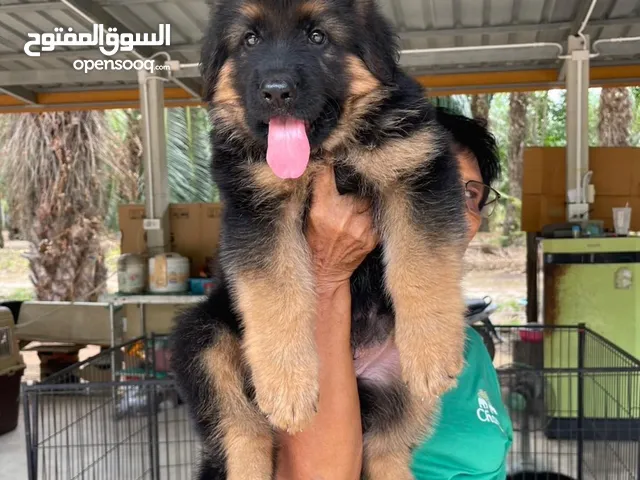 German Shepherd Puppies