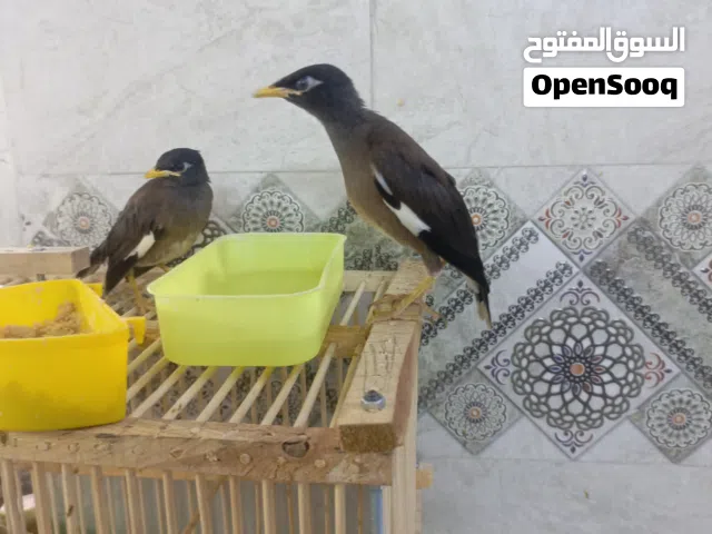 مينا للبيع