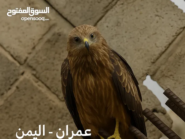 طير حداه سوداء