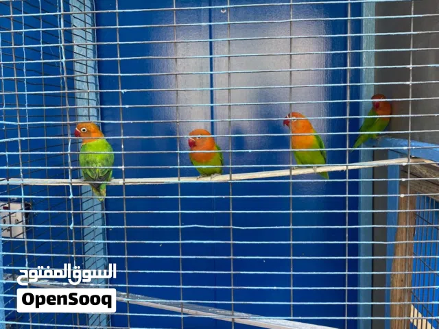 متوفر طيور الزينة للبيع مع الأكل طيور جميع الأنواع وأقفاص يوجد توصيل داخل بغداد