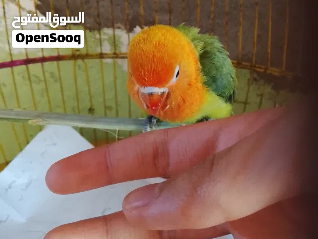 السلام عليكم قندوره البيع ربه فرخه حلوه