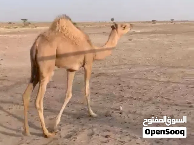 بكره فطيمه للبيع انتاج حق الركض