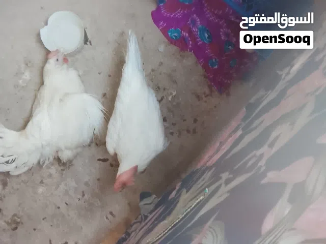 دجاج نضيف ابيض