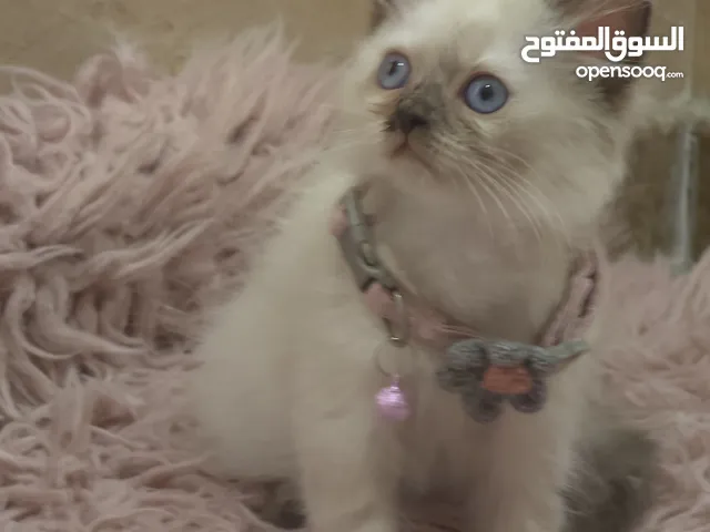 قطط راغدول وهملايا وبرتش وسكوتش فولد العمر من 45 يوم الي شهرين ونصف