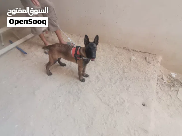 مالينوا دكر ربي يبارك