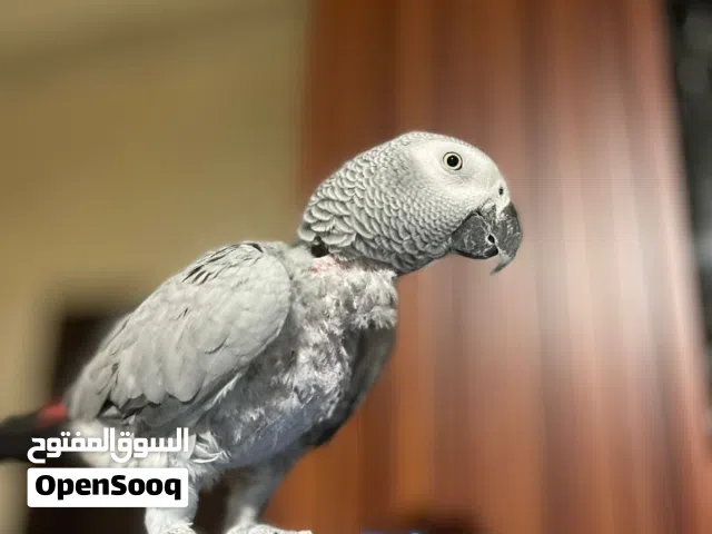 ببغاء كاسكو متكلم للبيع بسعر مغررري