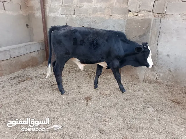 هايشة وراها عجل وراكبة من شهرين للبيع باليونانية وسبعمائة وبيها مجال وبجرة جنوبية للبيع