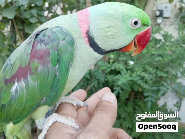 ماشاء الله. ببغاء كساندرا ذكر ضخم جدا اليف جدا جاهز جيزة