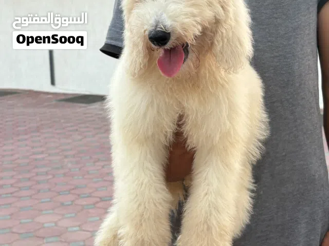 جاينت بودل للتبني – رسوم بسيطة – جاهز للتسليم  Luxury Giant Poodle for Adoption – Nominal Fee