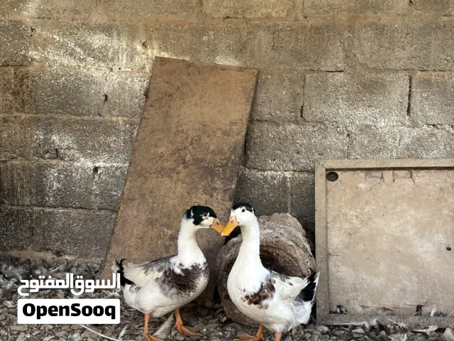 بط عماني و اوز للبيع