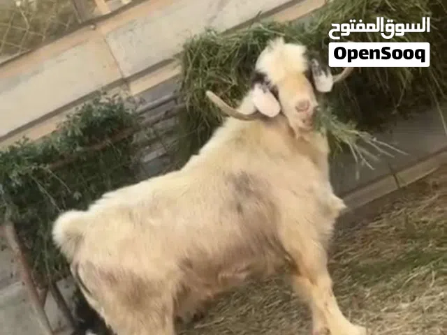 للبيع تيس رحبي