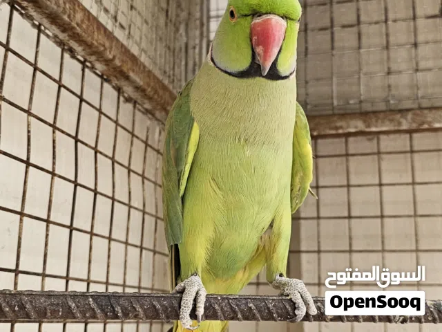 مطلوب دره ملونه