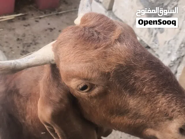 صخلة افغانية اصلية شرط الصحة