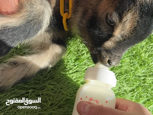 للبيع تيس عمرها شهر تلعب مع الجهال وترضع حليب